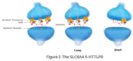 Specific Genes Associated with Anxiety in Are Anxiety Disorders Genetic