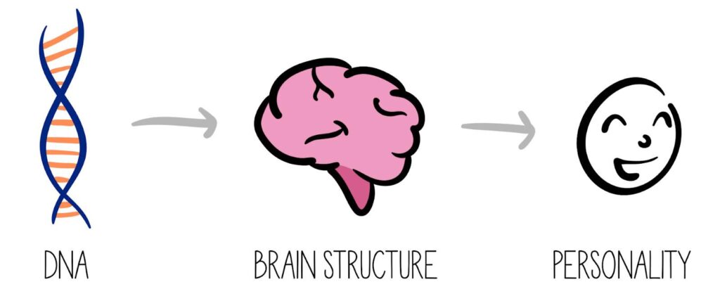 The Role of Biology and Genetics; can personality change over time?